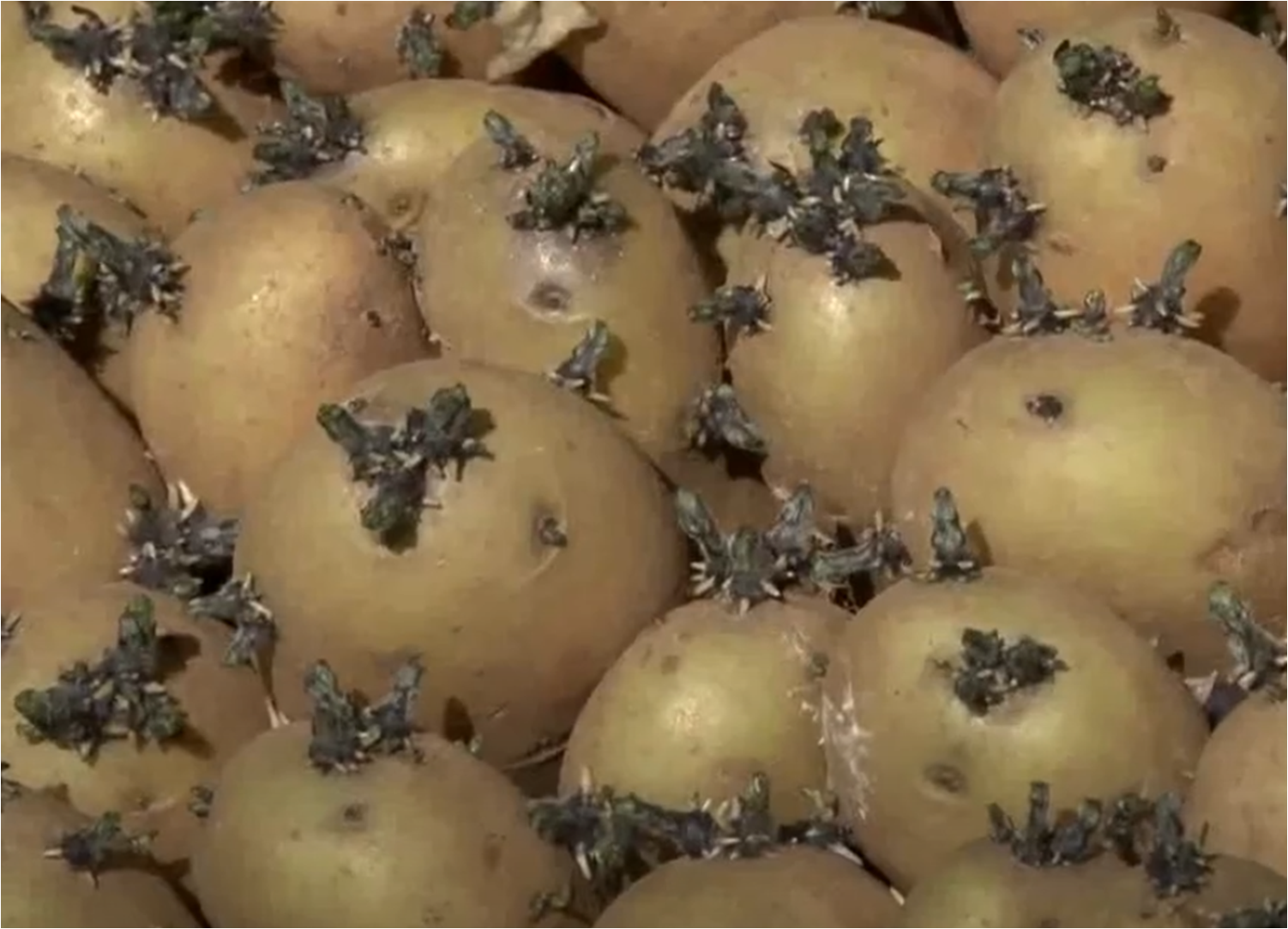 اهمية استعمال بذور البطاطا المنتجة محليا